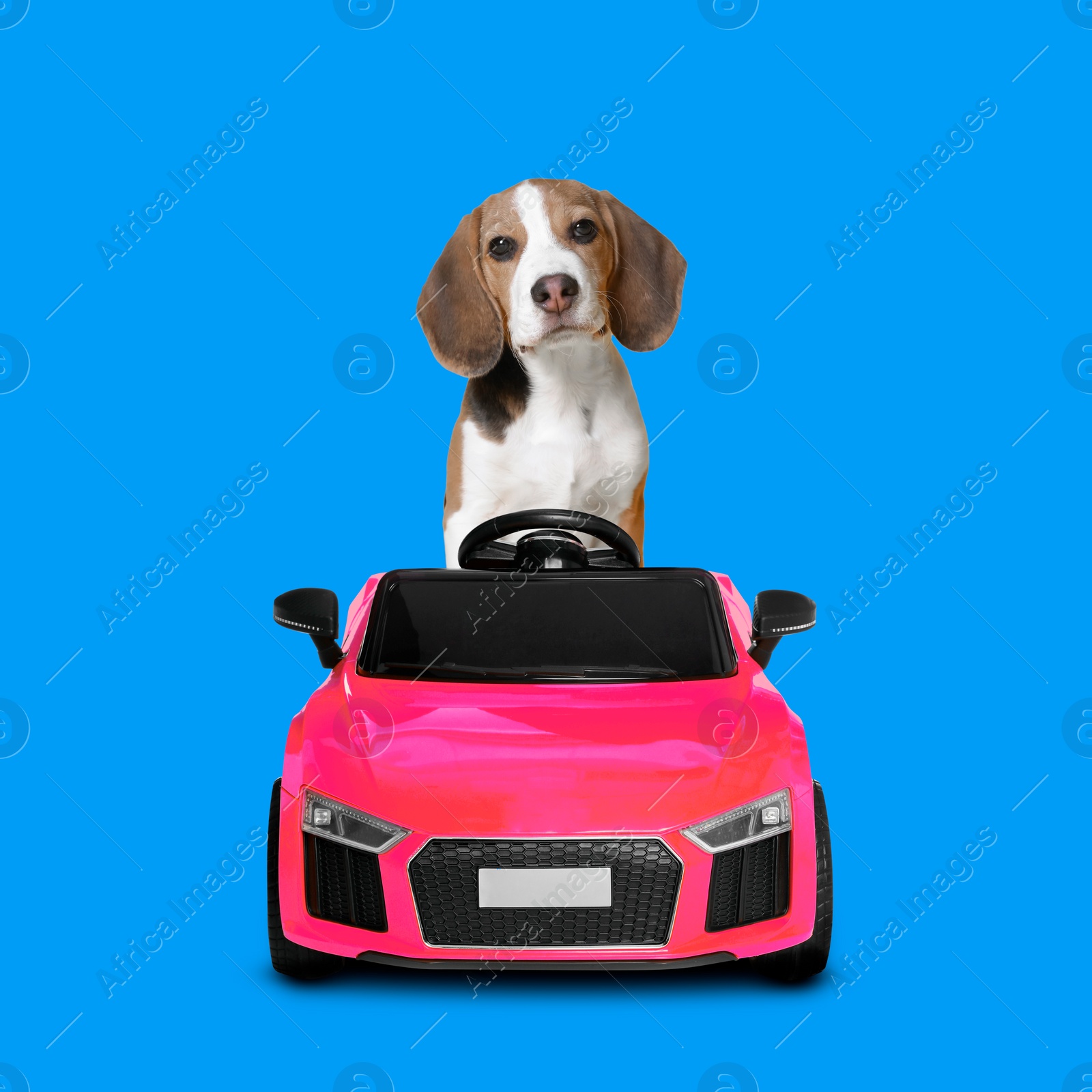 Image of Adorable Beagle puppy in toy car on blue background