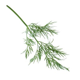 Photo of One sprig of fresh dill isolated on white