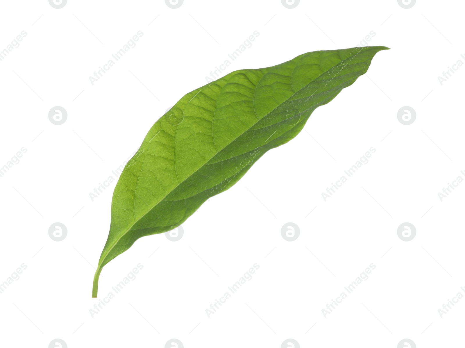 Photo of Fresh green avocado leaf isolated on white