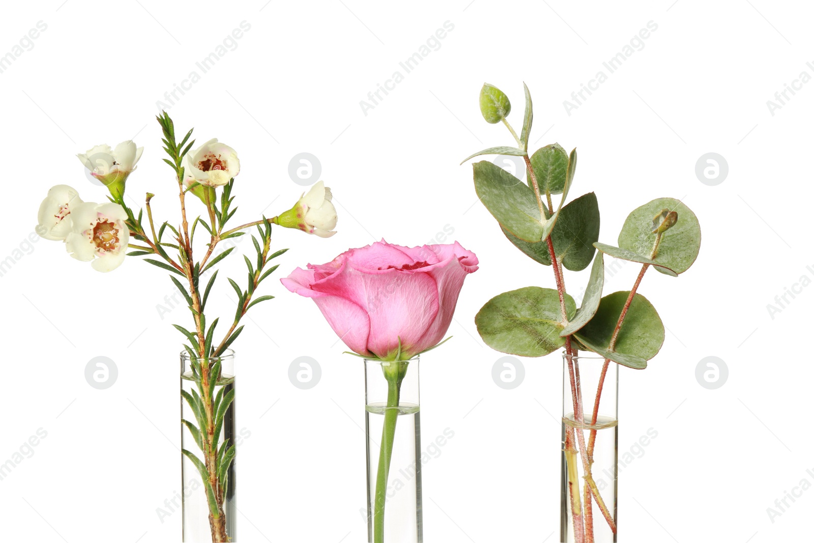 Photo of Different plants in test tubes on white background