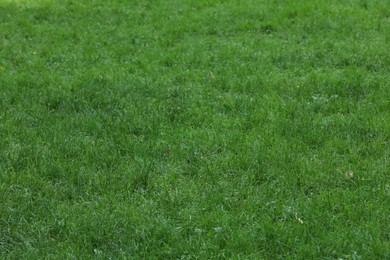 Fresh green grass growing outdoors in summer