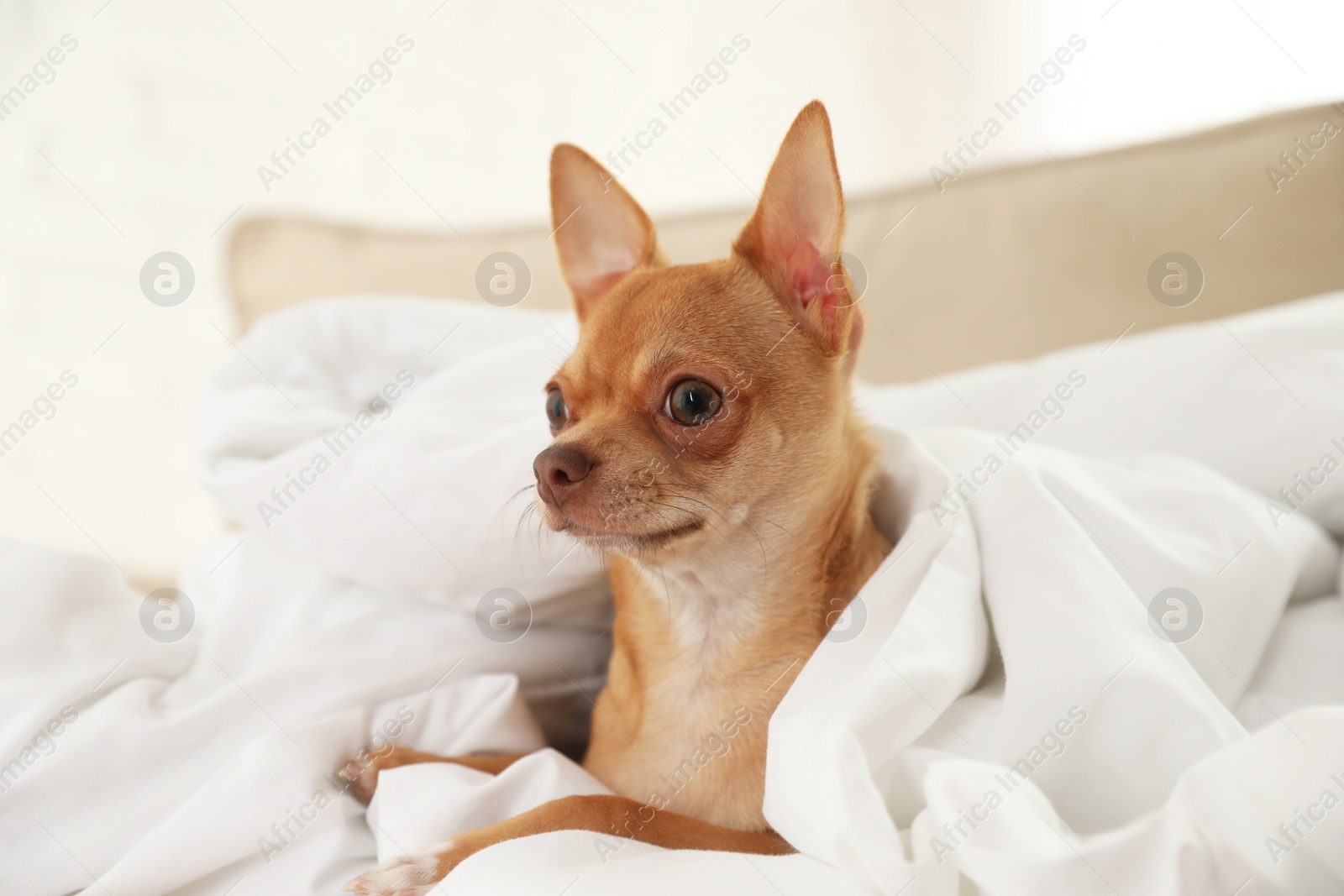 Photo of Cute Chihuahua dog under blanket at home