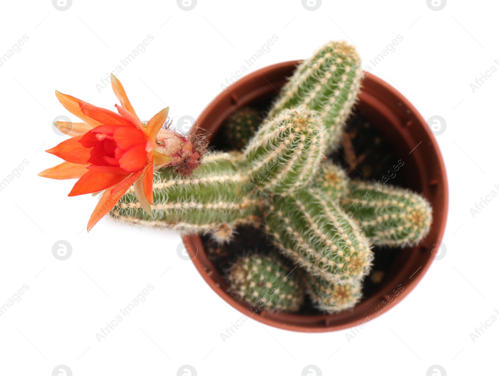 Photo of Cactus (Echinopsis chamaecereus) with beautiful red flower in pot on white background, top view
