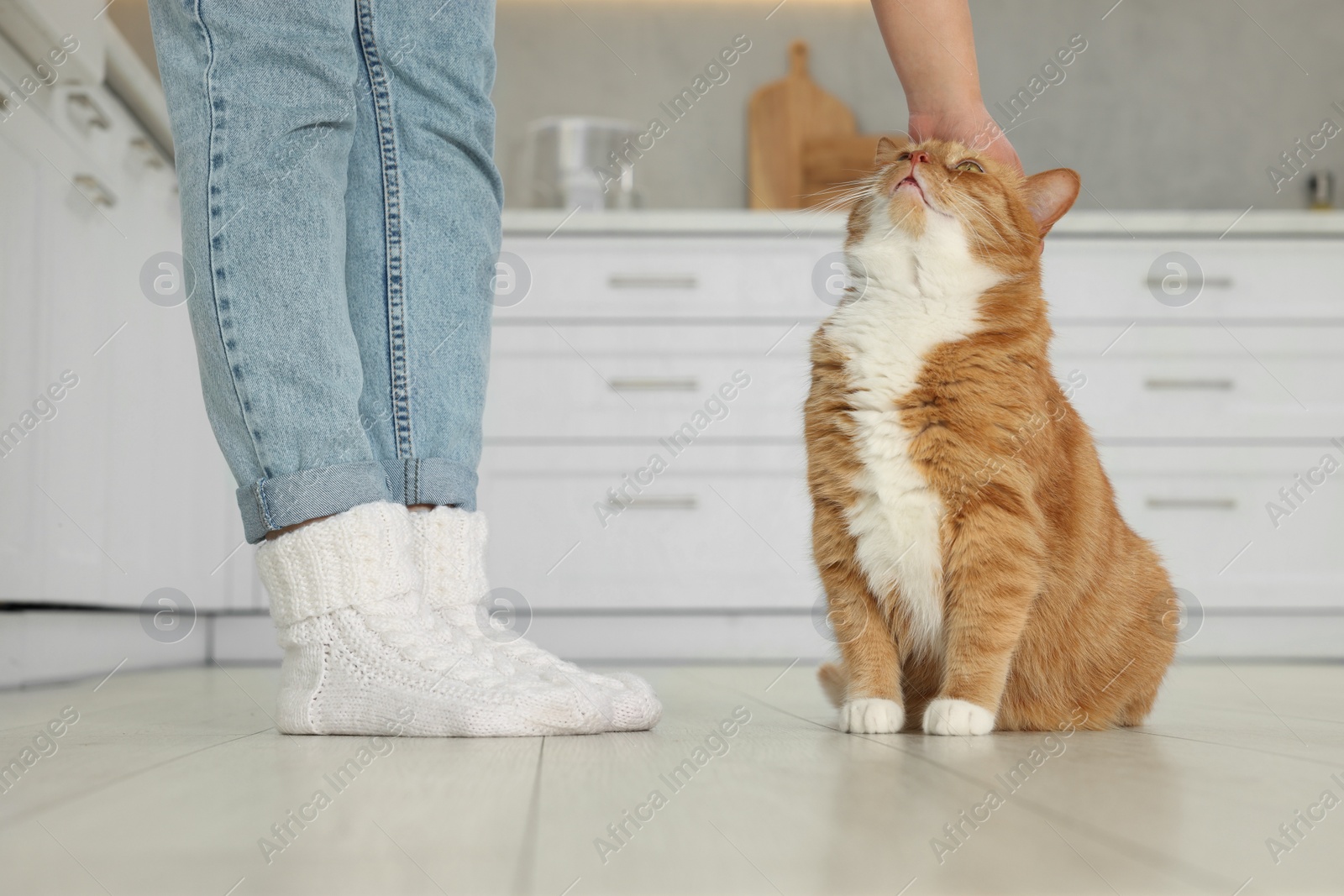 Photo of Woman petting cute cat in kitchen at home, closeup