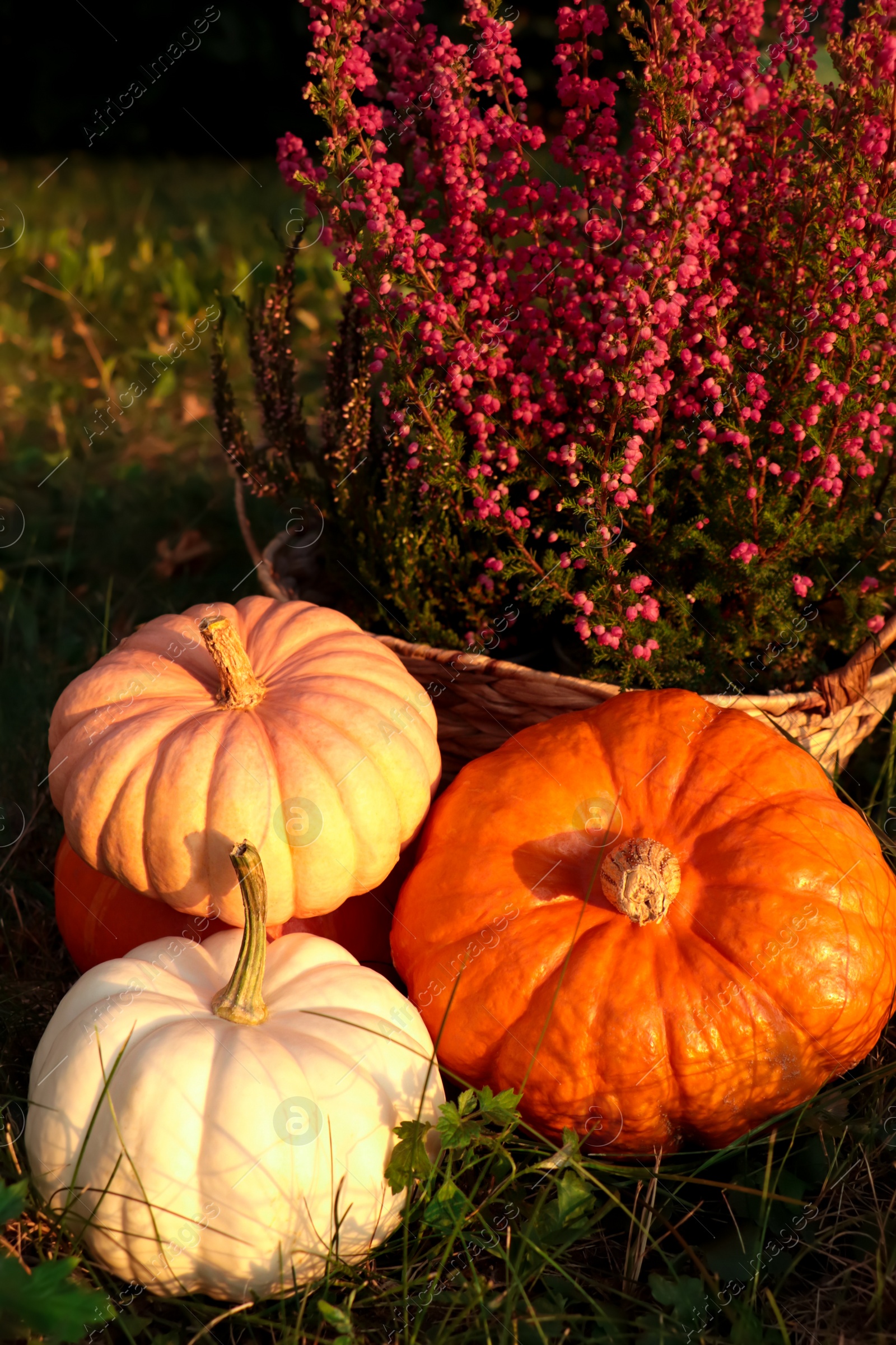 Photo of Wicker basket with beautiful heather flowers and pumpkins on green grass outdoors