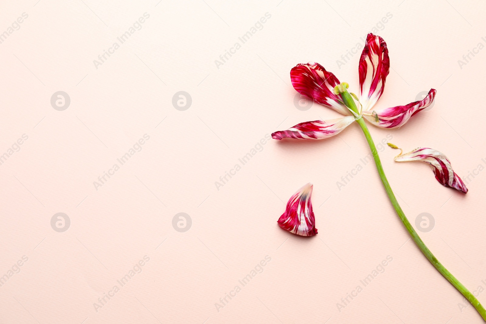 Photo of Red tulip on beige background, top view and space for text. Menopause concept