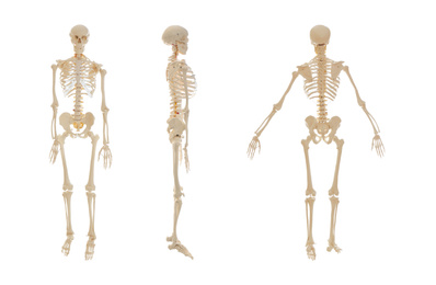 Image of Collage of artificial human skeleton model on white background