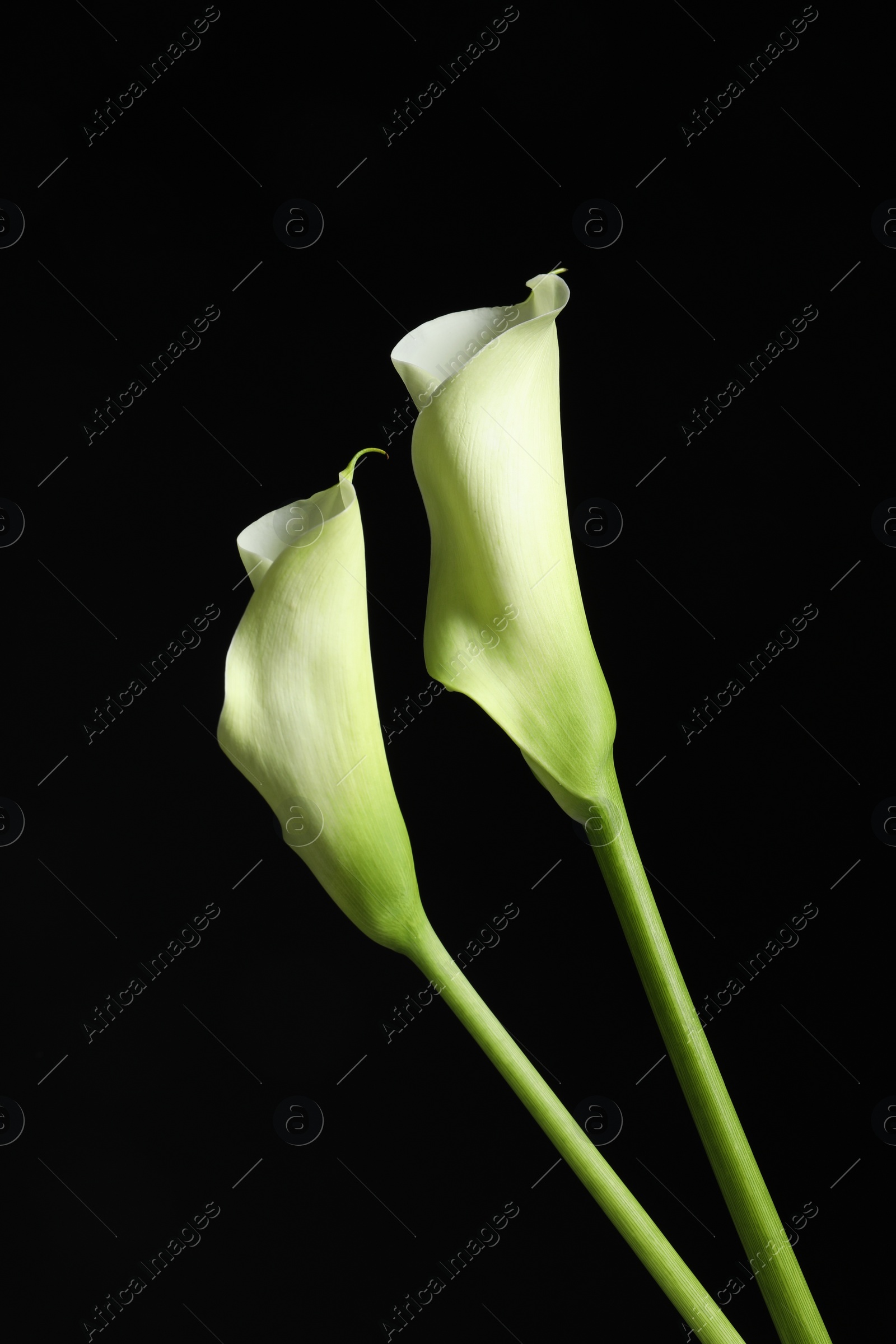 Photo of Beautiful calla lily flowers on black background