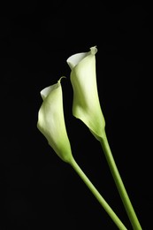 Photo of Beautiful calla lily flowers on black background