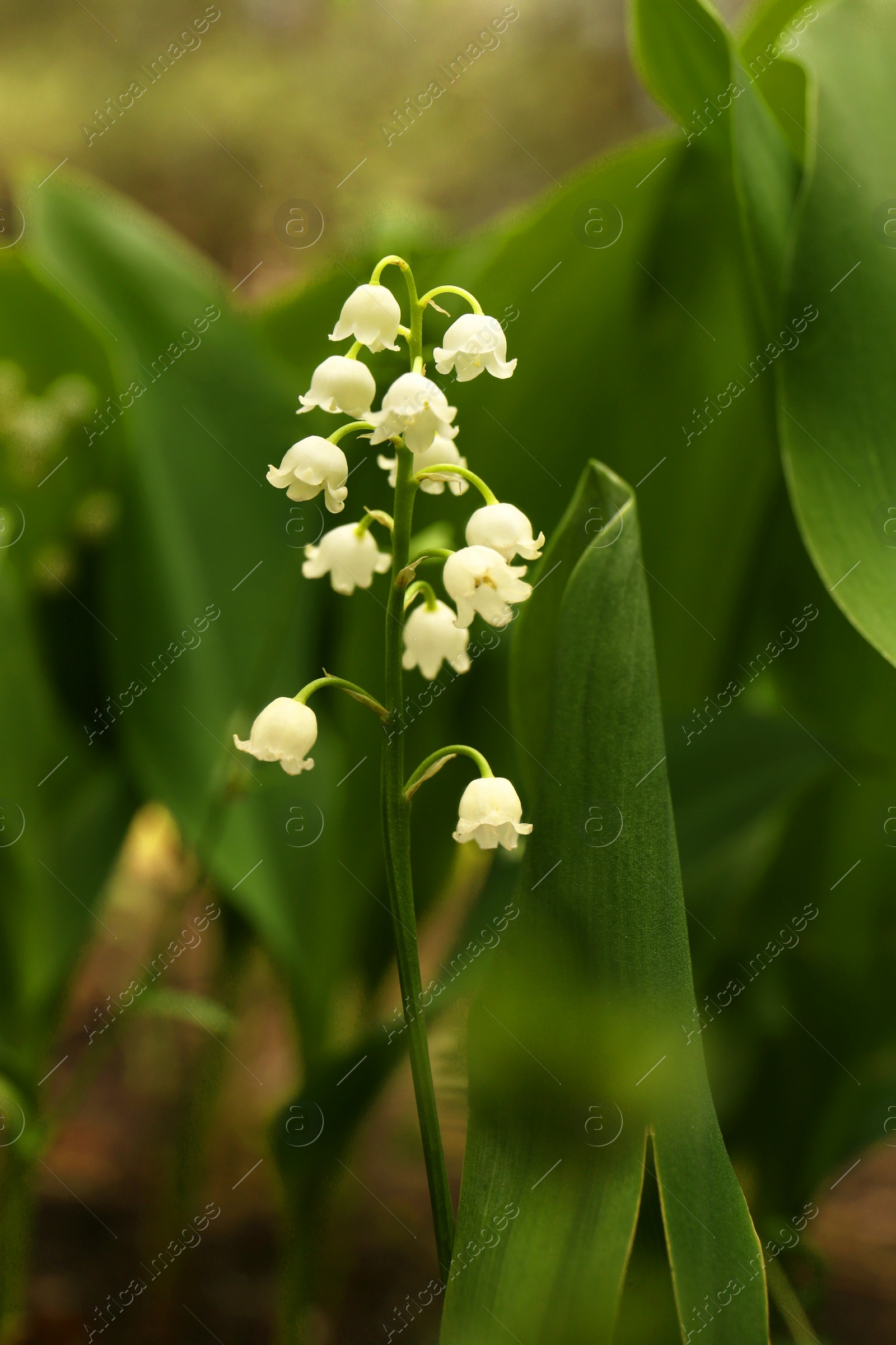 Photo of Beautiful lily of the valley flower growing in garden, closeup