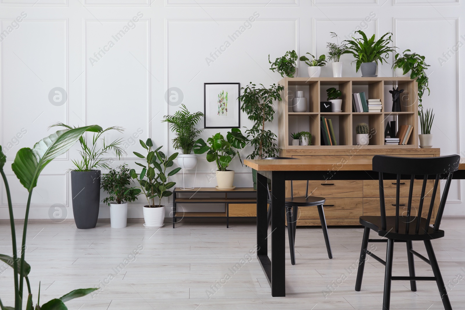 Photo of Table with chairs and wooden shelving unit, books and many potted houseplants in stylish room