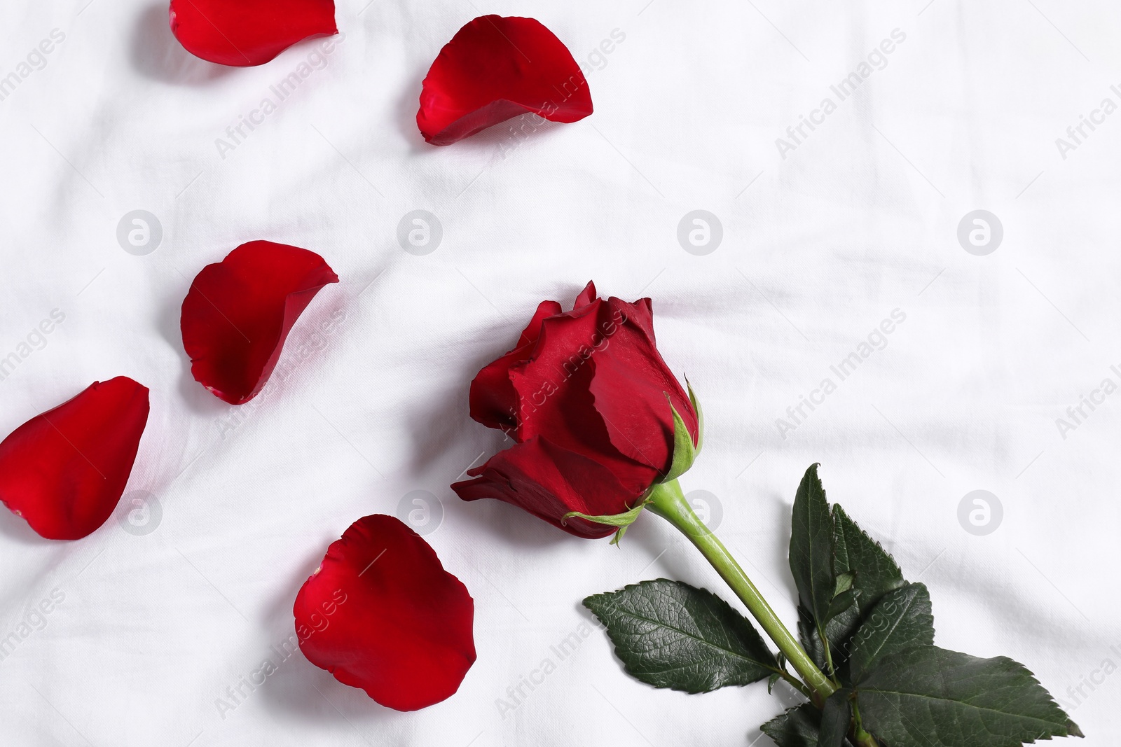 Photo of Honeymoon. Red rose and petals on bed, top view