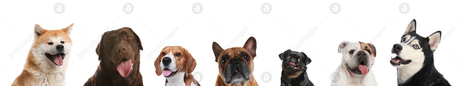 Image of Cute funny cats and dogs on white background. Banner design