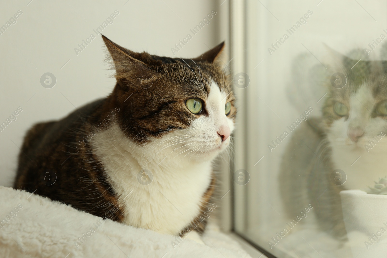 Photo of Cute cat on window sill at home. Adorable pet