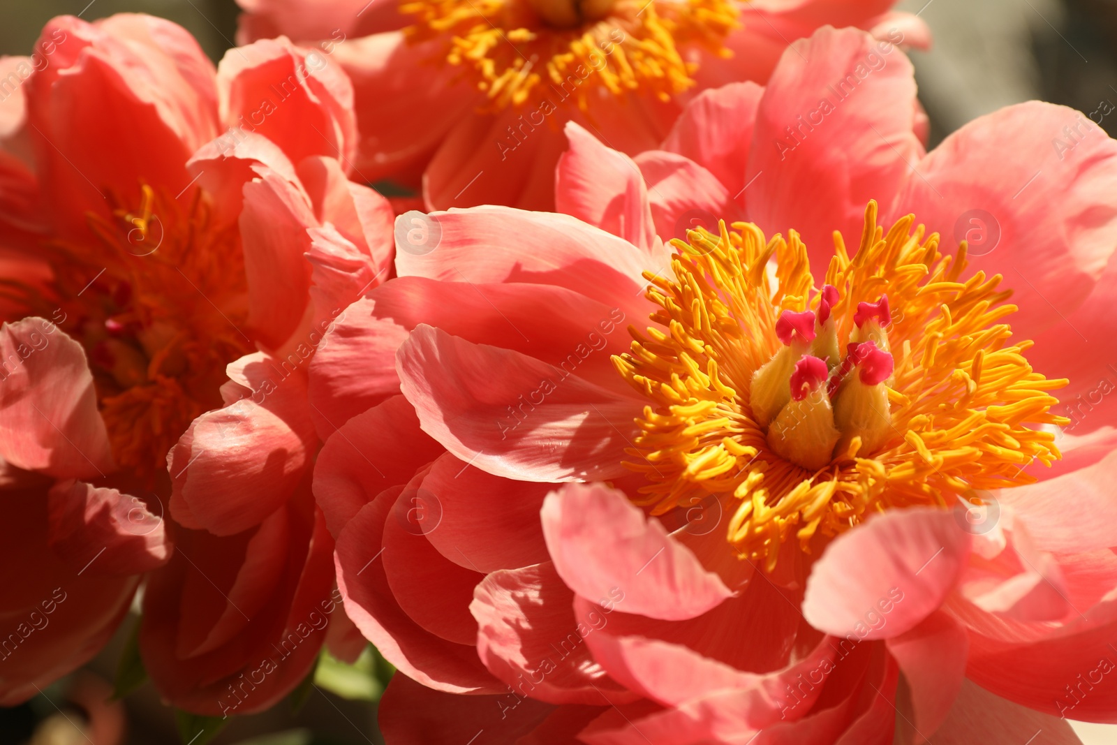 Photo of Closeup view of beautiful pink peony flowers