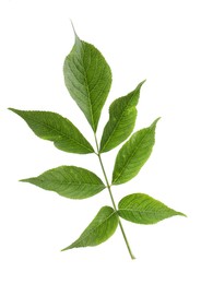 Photo of Fresh green elderberry leaves on white background