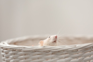 Photo of Cute small rat in basket against light background
