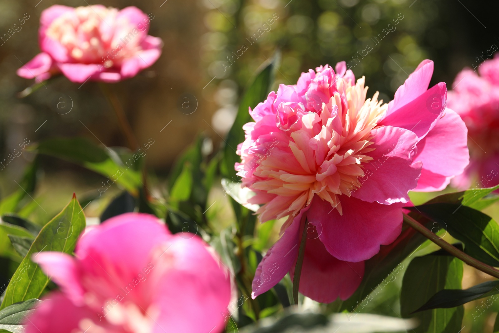 Photo of Closeup view of blooming pink peony bush outdoors