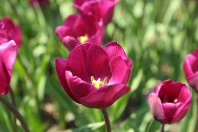 Photo of Beautiful blooming tulips outdoors on sunny day