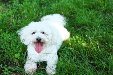 Photo of Cute fluffy Bichon Frise dog on green grass in park. Space for text
