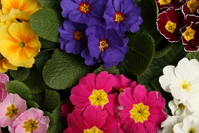 Photo of Beautiful primula (primrose) plants with colorful flowers as background, top view. Spring blossom