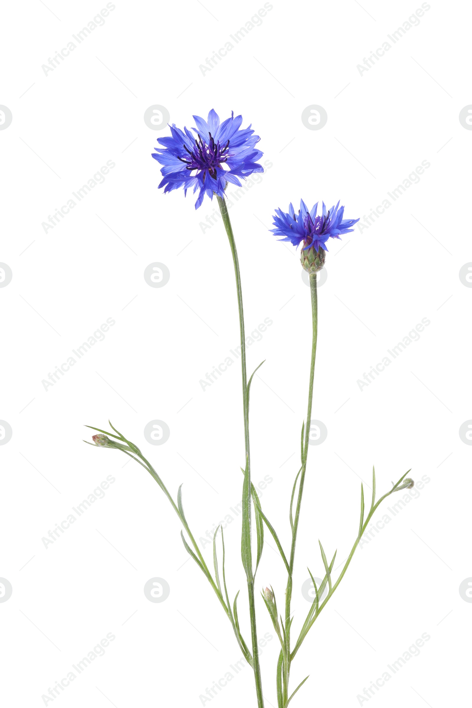 Photo of Beautiful light blue cornflowers isolated on white