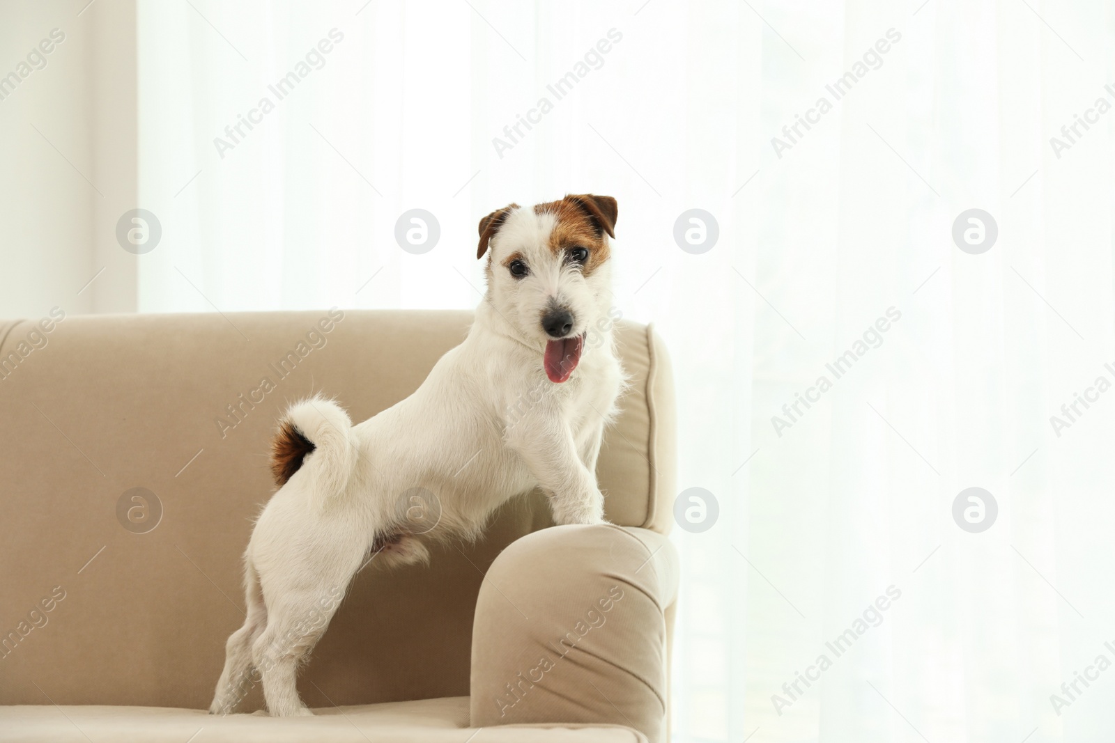 Photo of Adorable Jack Russell Terrier on sofa at home. Lovely dog