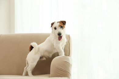 Photo of Adorable Jack Russell Terrier on sofa at home. Lovely dog