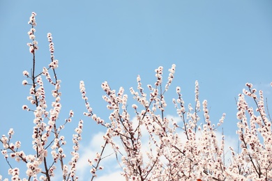 Beautiful apricot tree branches with tiny tender flowers against blue sky. Awesome spring blossom