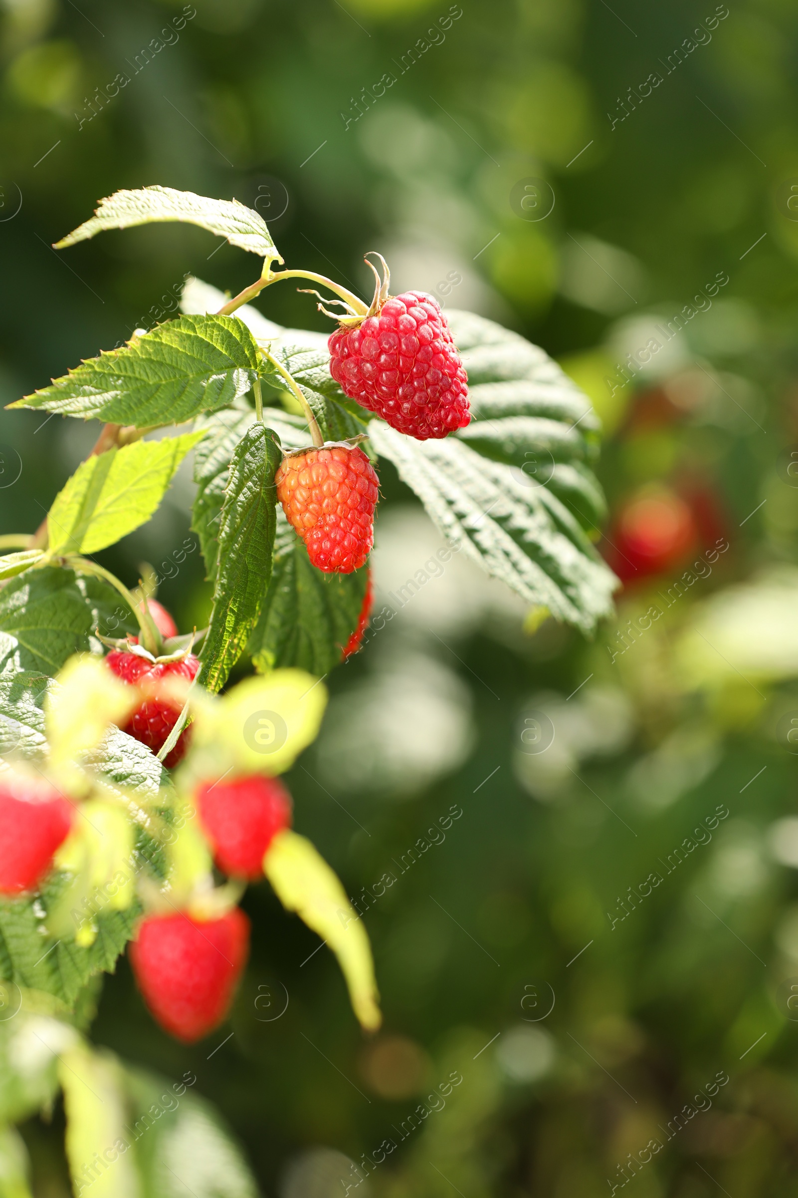 Photo of Red raspberries growing on bush outdoors, closeup