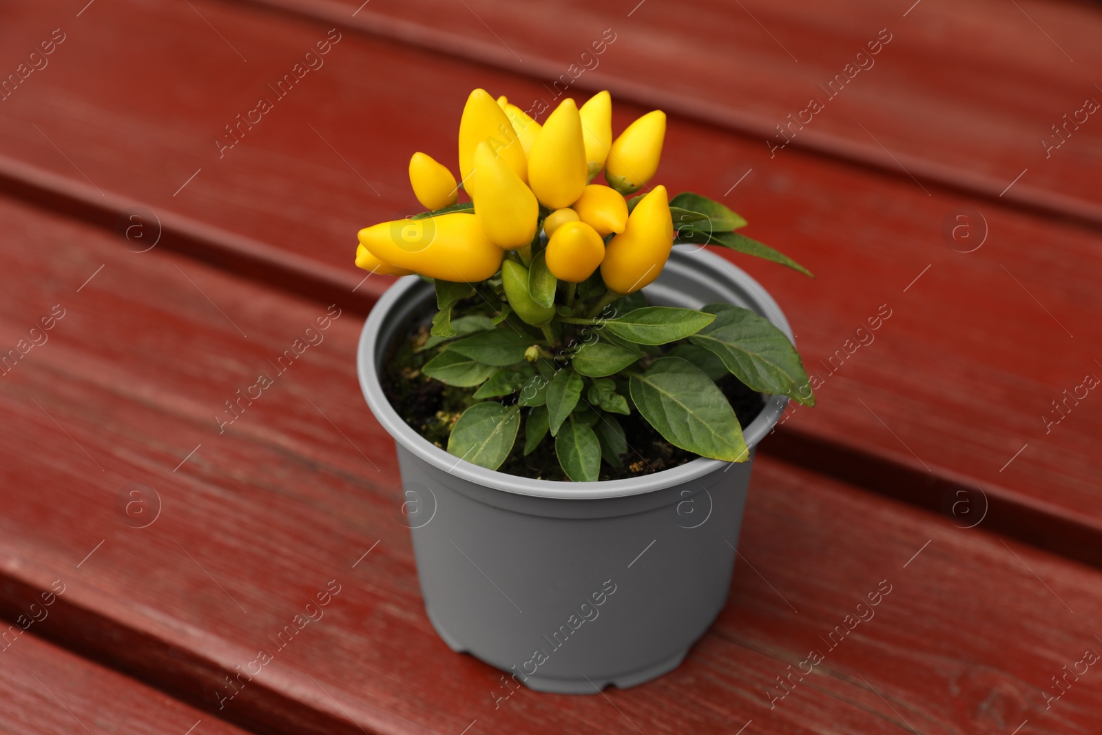 Photo of Capsicum Annuum plant. Potted yellow chili pepper on wooden table outdoors