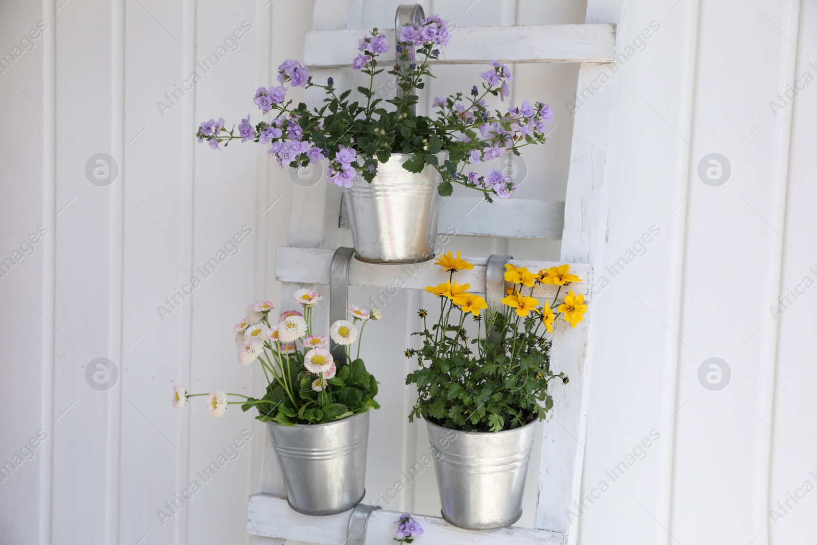 Photo of Beautiful flowers in pots on wooden ladder near white wall. Seasonal gardening