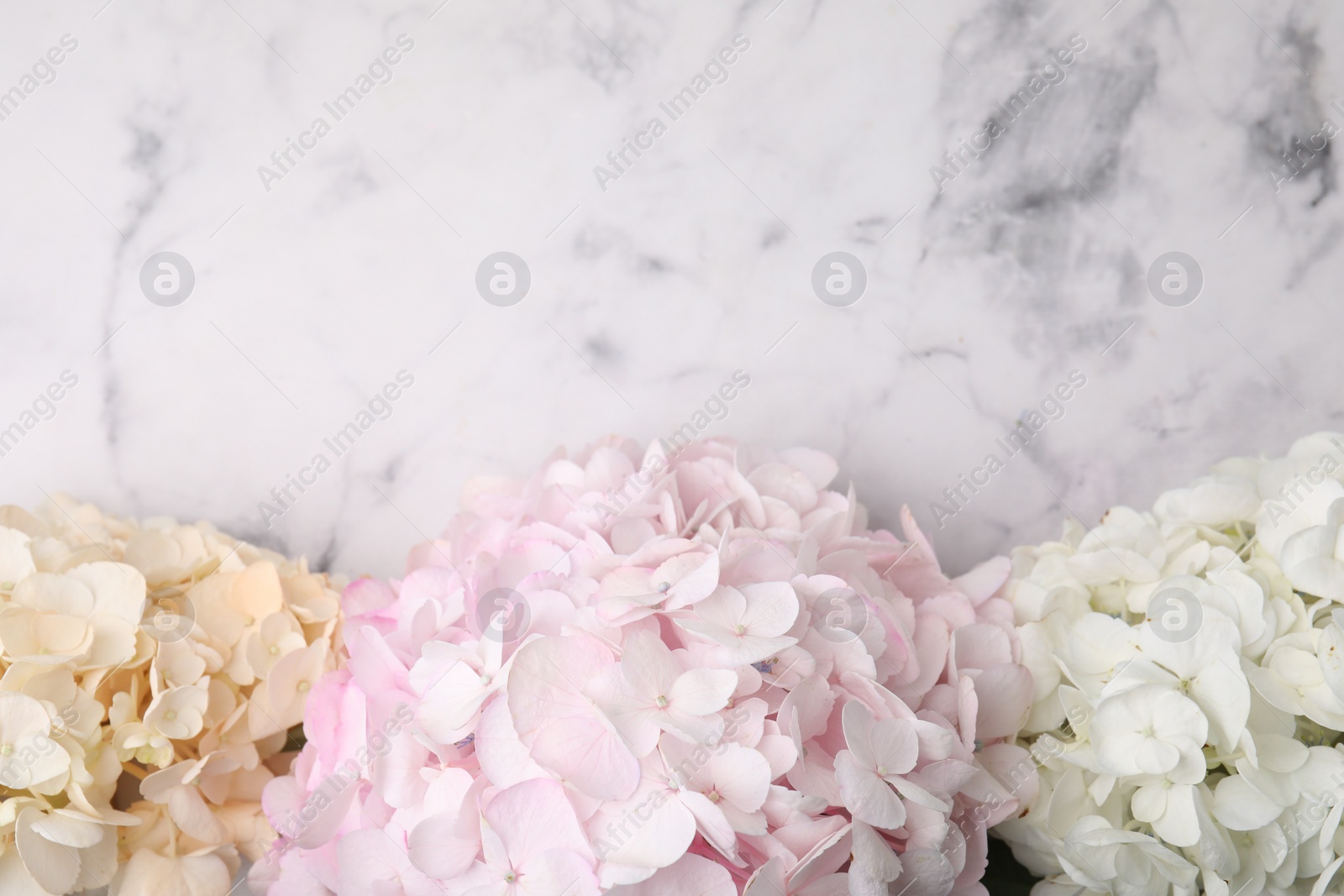 Photo of Beautiful hydrangea flowers on white marble background, top view. Space for text