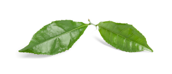 Photo of Green leaves of tea plant isolated on white