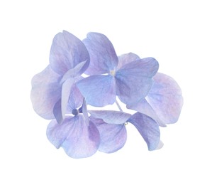 Photo of Beautiful light blue hortensia plant florets on white background