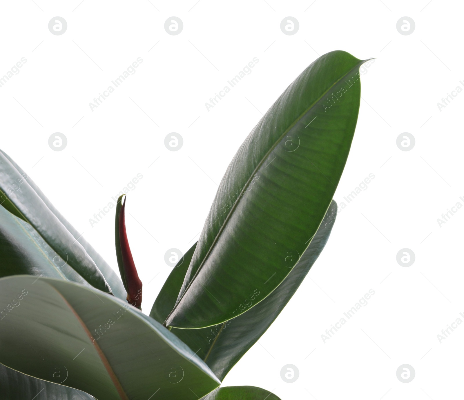 Photo of Ficus elastica plant with fresh green leaves on white background