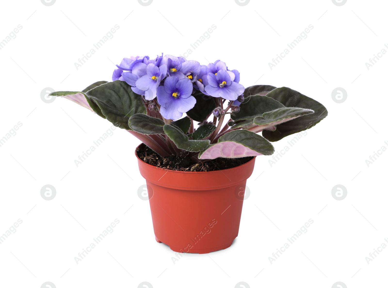 Photo of Beautiful potted violet flower isolated on white