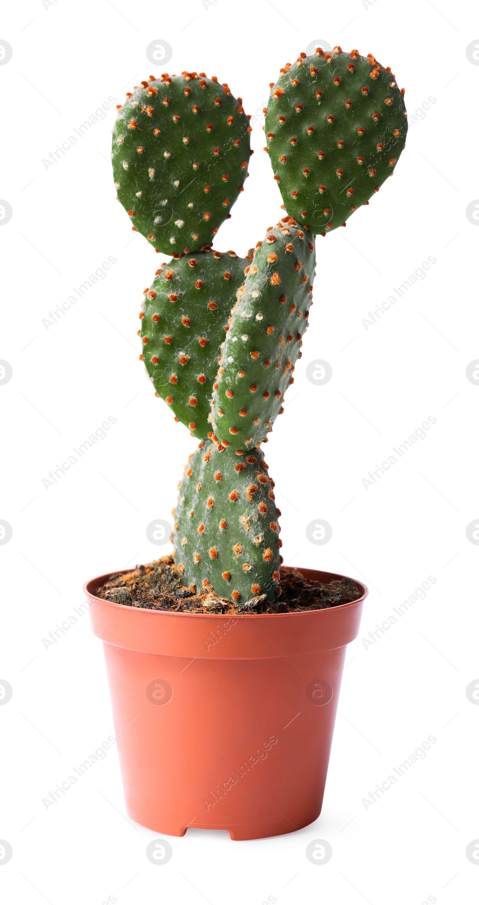 Photo of Beautiful Opuntia cactus in pot on white background