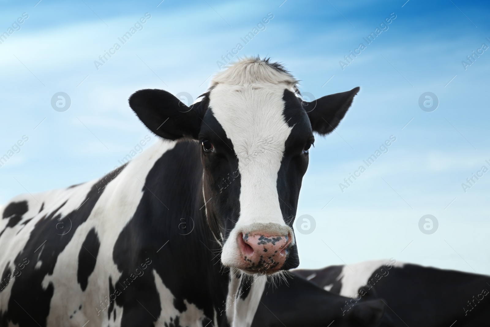 Photo of Pretty cow outdoors on sunny day. Animal husbandry