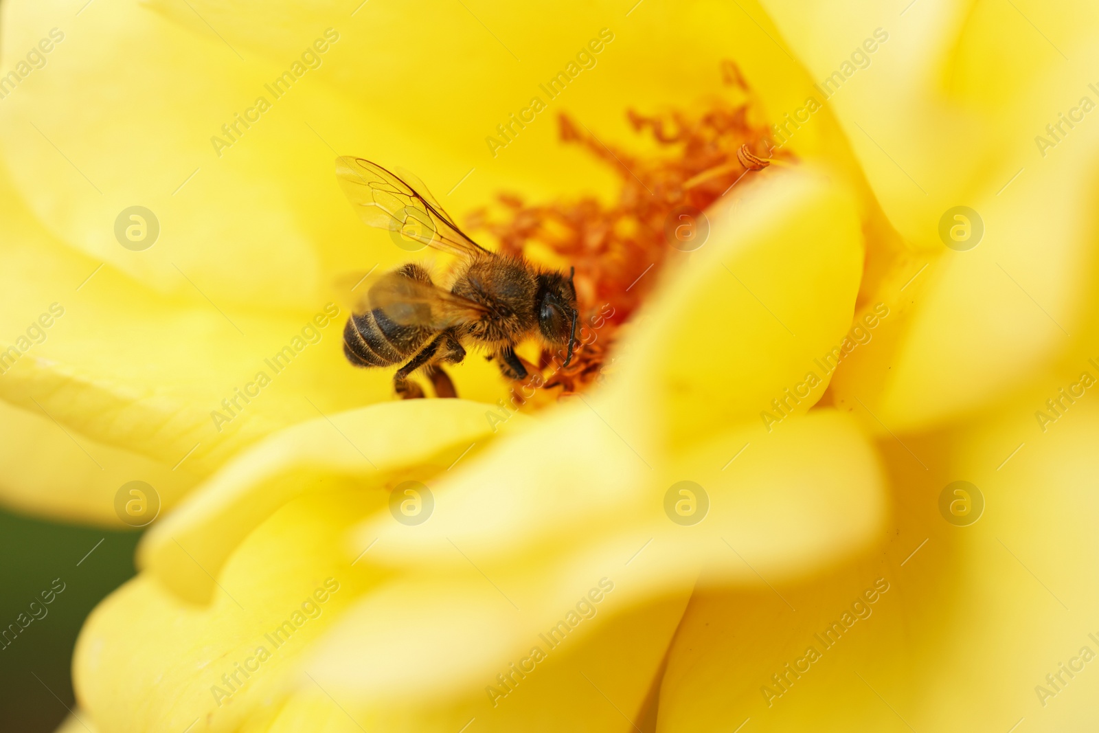 Photo of Honeybee collecting pollen from beautiful flower, closeup