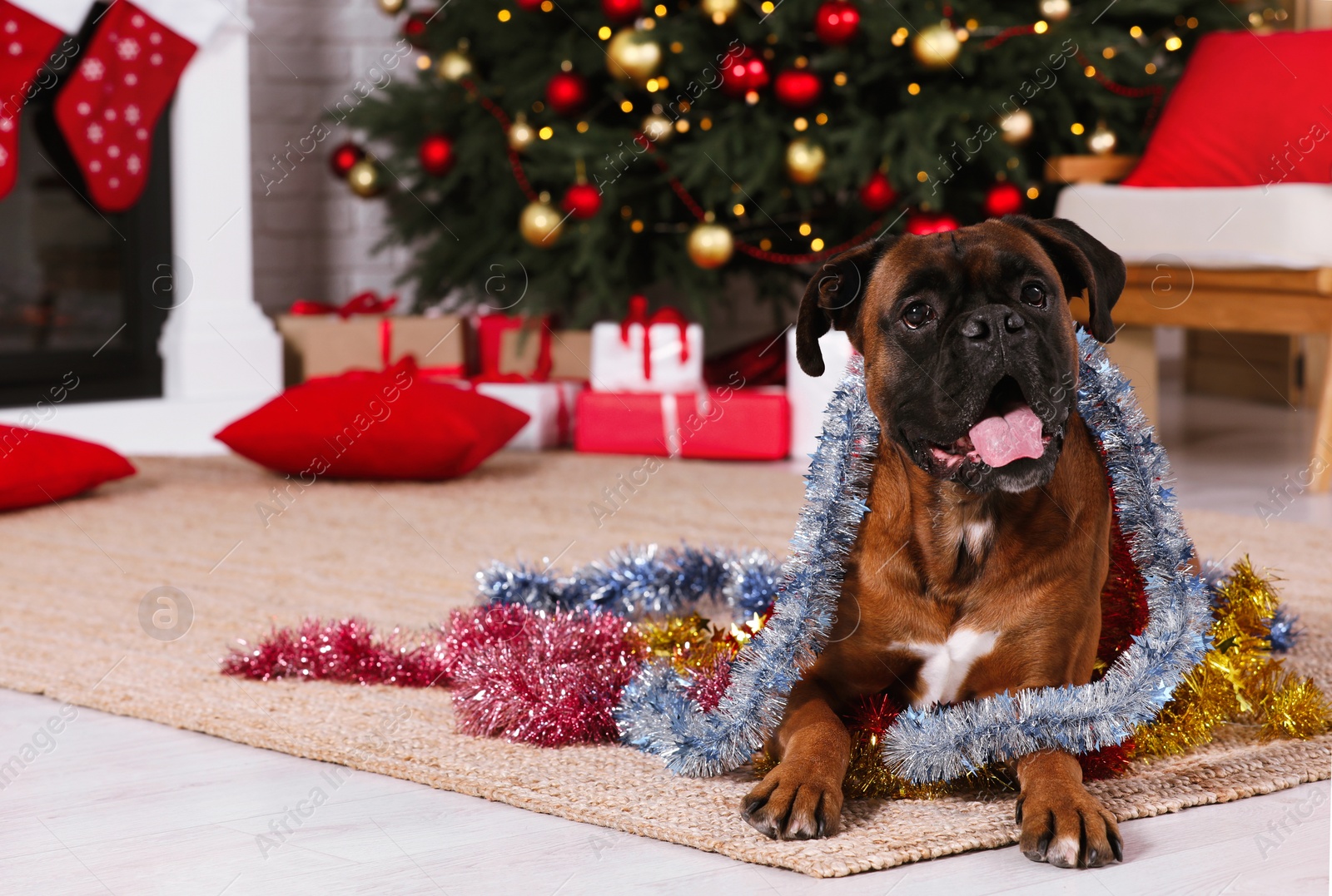 Photo of Cute dog with colorful tinsels in room decorated for Christmas