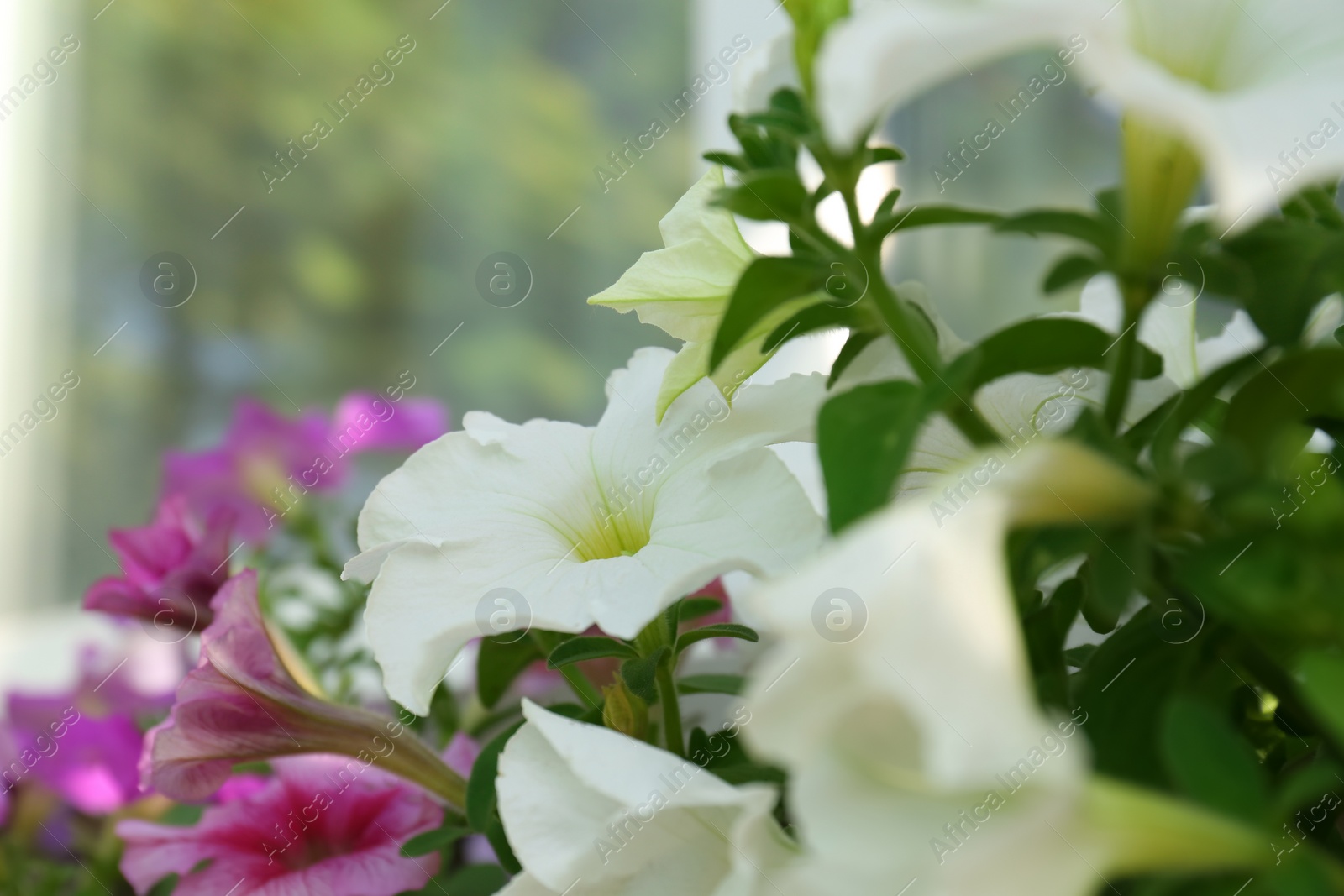 Photo of Beautiful blooming petunias near window outdoors, closeup