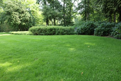 Photo of Beautiful view of green grass and bushes in garden on sunny day
