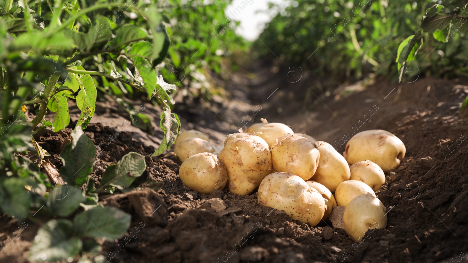 Photo of Pile of ripe potatoes on ground in field