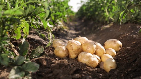 Pile of ripe potatoes on ground in field