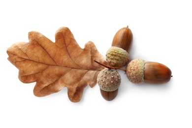 Photo of Oak twig with acorns and leaf on white background, top view