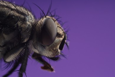 Photo of Macro view of black house fly on purple background, space for text