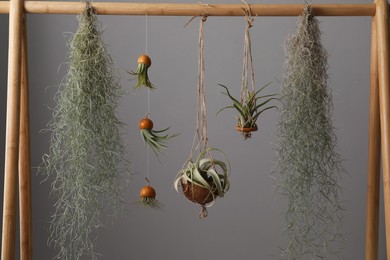 Photo of Tillandsia plants hanging on wooden rack against grey background. House decor