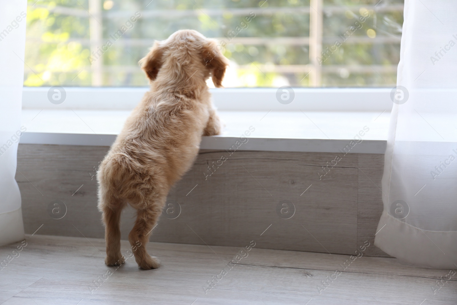 Photo of Cute English Cocker Spaniel puppy near window indoors. Space for text