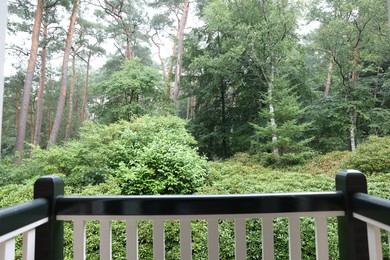 Photo of Beautiful forest with many different green plants, view from balcony